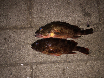 太刀魚狙いで…