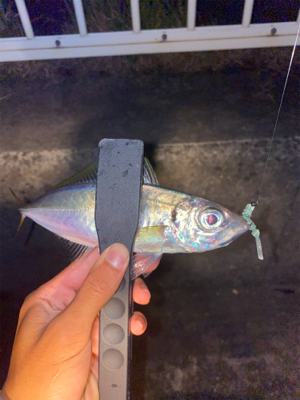 初姫路アジング♪