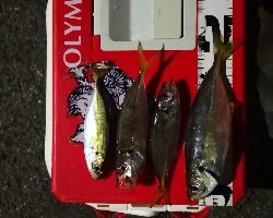 アジング練習 195