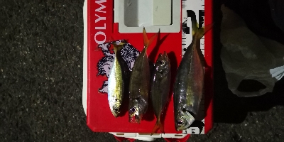 アジング練習 195