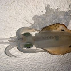 初！アオリイカ①