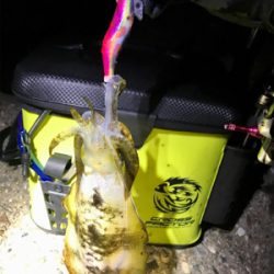 やっぱりエギング楽しい♪＼(^o^)／