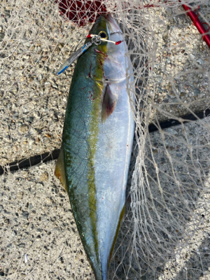 ショアジギング