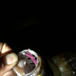 ちょこっとだけ。