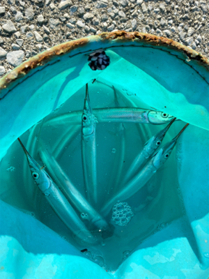 サヨリは釣れます。