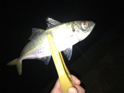 初投稿　アジング