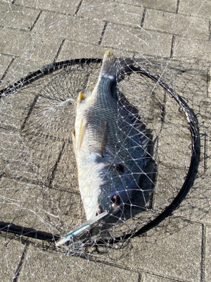 青物狙いだったのに