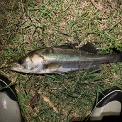 サラナ80fでシーバスフィッシング