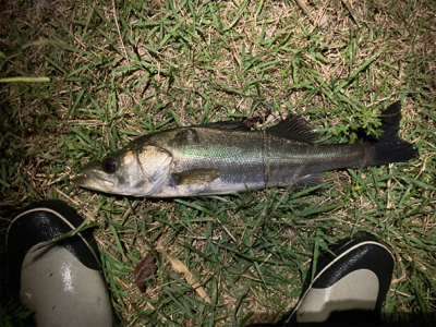 サラナ80fでシーバスフィッシング