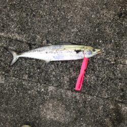 新波止にて朝練