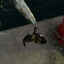 青物はまだいなかった。