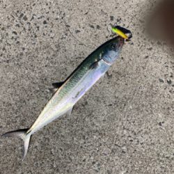 真昼間からルアーでサゴシナブラを狙い撃ち！