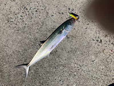 真昼間からルアーでサゴシナブラを狙い撃ち！…