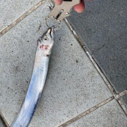 太刀魚〜エソ〜ダツ