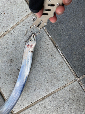 太刀魚〜エソ〜ダツ