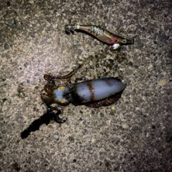 仕事帰りエギング