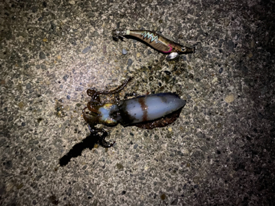 仕事帰りエギング