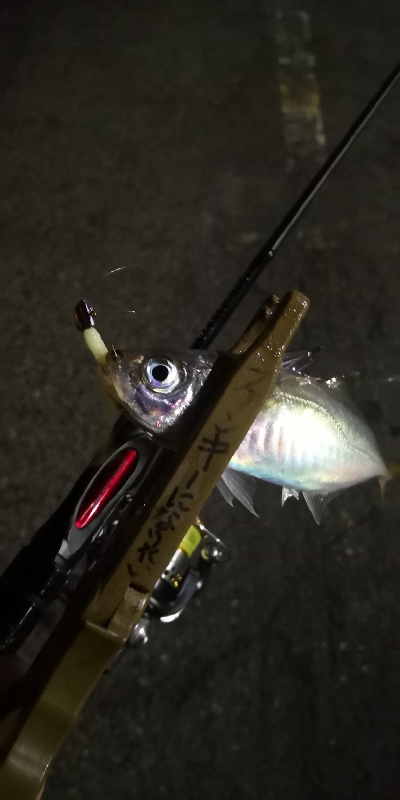 アジング練習 196