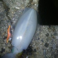 障泥烏賊　胴長、重さ自己最高記録更新！障泥烏賊4杯！カマス1匹！