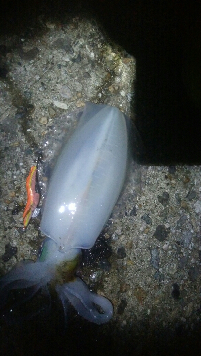 障泥烏賊　胴長、重さ自己最高記録更新！障泥烏賊4杯！カマス1匹！