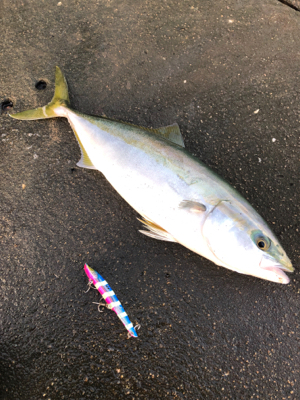 太いハマチ！！