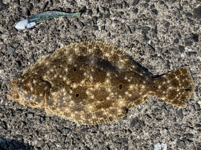 ヒラメ、メッキ　