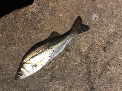 アジングタックルでチーバス入れ食い