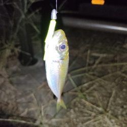 アジングデビュー