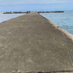 夕まずめエギング