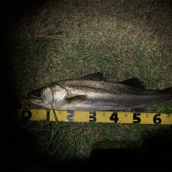 良い引きのシーバス