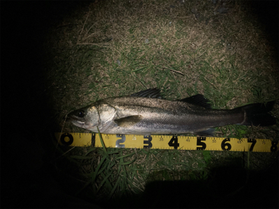 良い引きのシーバス