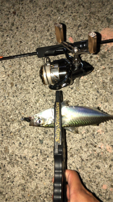 やっぱりサバ多い