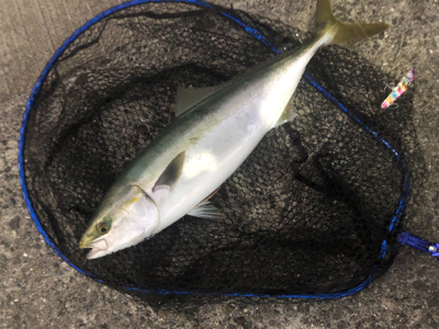 ショアジギングでメジロ