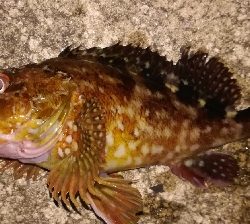 アジング不成立