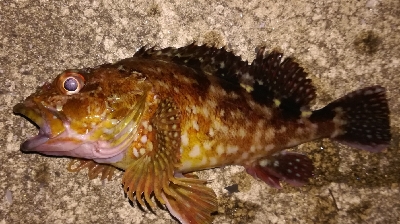 アジング不成立