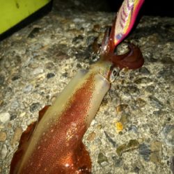 久しぶりにケンサキイカ  GET(^｡^)