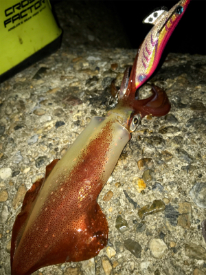 久しぶりにケンサキイカ  GET(^｡^)…