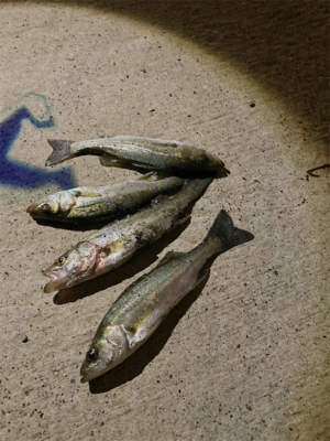 アジングの練習になりました！