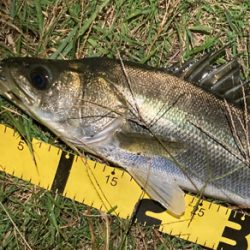 シーバスフィッシング