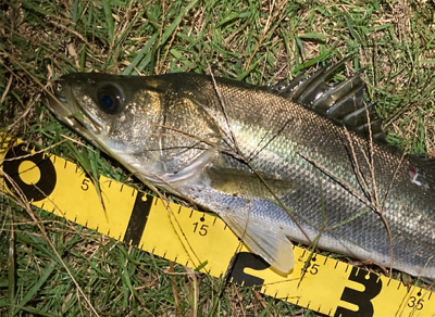 シーバスフィッシング