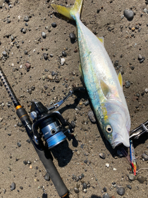 ヤ、シーパークの横の浜で青物