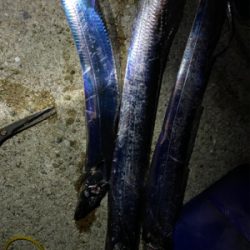 フロート太刀魚