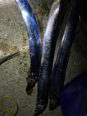 フロート太刀魚