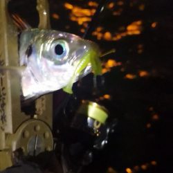 アジング練習 197