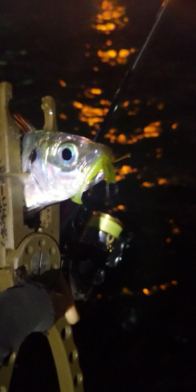 アジング練習 197