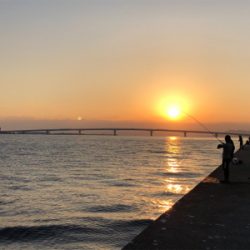 初タチウオ、おまけはアコウさん