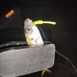 今夜もアジング！