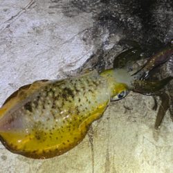 フラッシュブースト