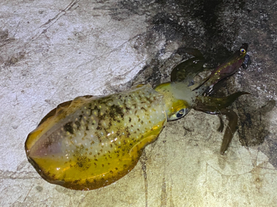 フラッシュブースト