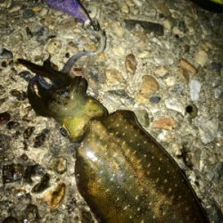 何とかアオリ1杯σ(^_^;)